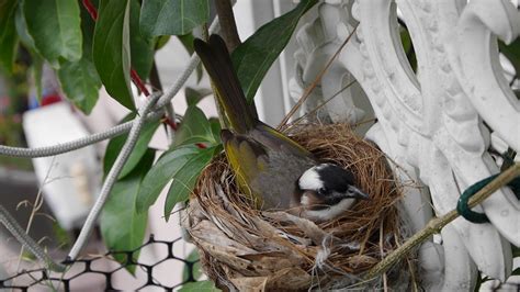 鳥在家築巢風水